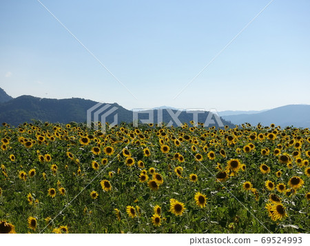 Sunflower sunflower in full bloom 69524993