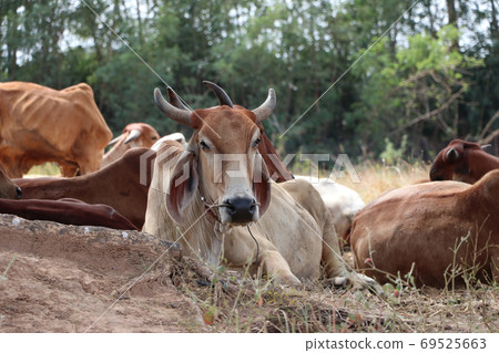 Herds of cows laying down in the grassland under the shade of tr Herds of cows laying down in the grassland under the shade of tr 69525663