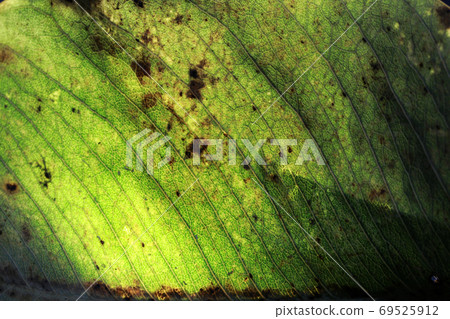 Closeup of portion of green netted veins leaf with light. 69525912