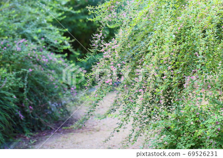 Hagi flower Hagi flower 69526231