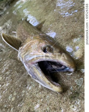 Large rock fish that live in mountain streams 69526388