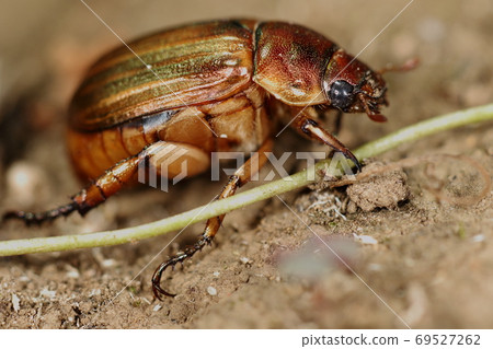Creatures, insects, streaks, a body that stands out when viewed from the side. In the park in September 69527262