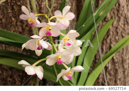 Pink orchid flower with green branch of tree and brown texture of trunk background.  69527714