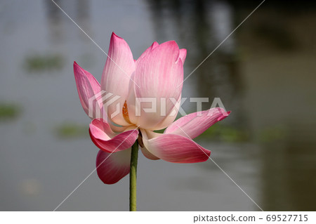 Lotus blossom with blur background. 69527715