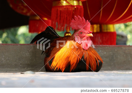The hens laying down on the concrete floor and out focus red lantern. The hens laying down on the concrete floor and out focus red lantern. 69527878