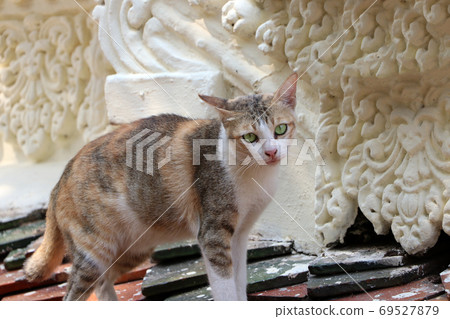 Cat standing on the clay tile roof. It is a small domesticated carnivorous mammal with soft fur Cat standing on the clay tile roof. It is a small domesticated carnivorous mammal with soft fur 69527879
