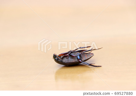 Insect lie supine on the wooden floor. It is the large insect. Insect lie supine on the wooden floor. It is the large insect. 69527880