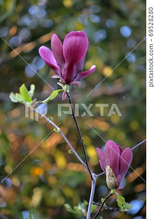 A tree that blooms beautiful purple flowers (magnolia liliflora) A tree that blooms beautiful purple flowers (magnolia liliflora) 69528280