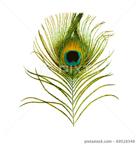 Peacock feather isolated on white background. Stock vector Peacock feather isolated on white background. Stock vector 69528349