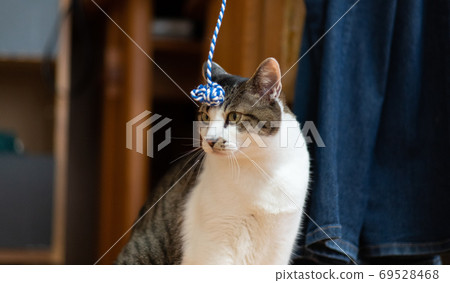 A cat that doesn't play A cat that doesn't play 69528468