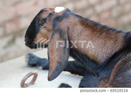 goat a lovely domestic dairy animal goat a lovely domestic dairy animal 69528516