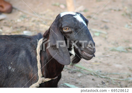 goat a lovely domestic dairy animal goat a lovely domestic dairy animal 69528612