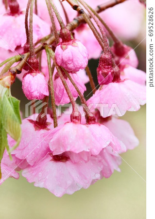 Sendai branch, Sendai Shidare, pink cherry blossoms Sendai branch, Sendai Shidare, pink cherry blossoms 69528626