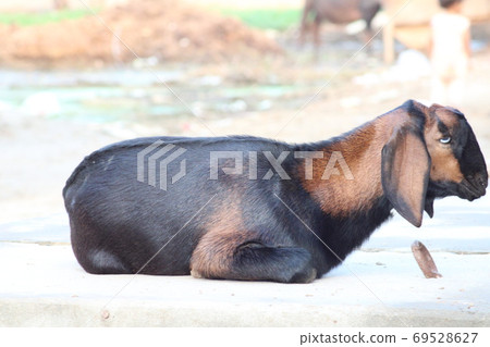 goat a lovely domestic dairy animal goat a lovely domestic dairy animal 69528627
