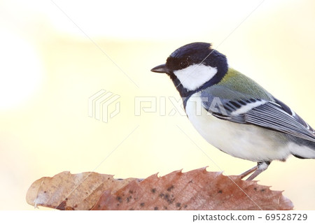 Shijukara,一種熟悉的野鳥,黑白相間的鳥 Shijukara,一種熟悉的野鳥,黑白相間的鳥 69528729