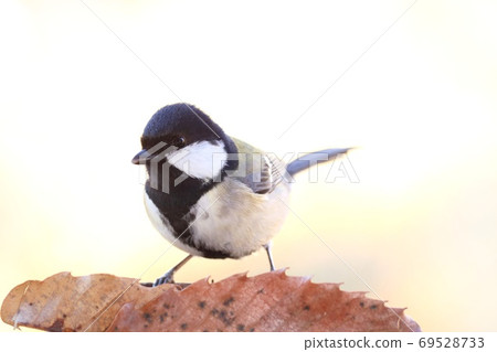 Great tit, a familiar wild bird, a bird with conspicuous black and white 69528733