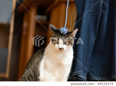 A cat that doesn't play A cat that doesn't play 69529574