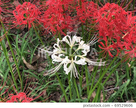 White cluster amaryllis ("Kinchakuda" in Hidaka City, Saitama Prefecture) White cluster amaryllis ("Kinchakuda" in Hidaka City, Saitama Prefecture) 69529606