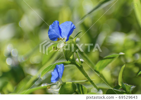 Bright dayflower flowers 69529643