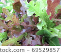 廚房花園園藝陽光生菜 69529857