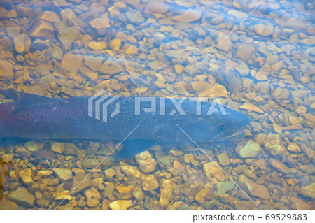 Siberian taimen fish in the water amid the pebbly bottom of the river Siberian taimen fish in the water amid the pebbly bottom of the river 69529883