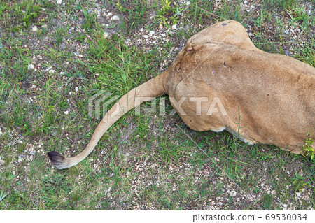 Fragment of a lioness lying on the ground. Hind legs and tail cl 69530034