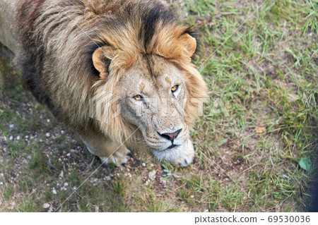 Portrait of a lion looking up into the camera. Close-up 69530036