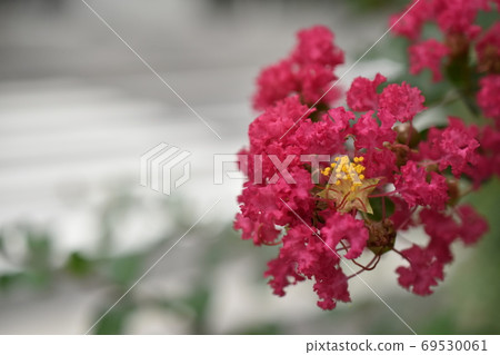 街樹薩爾斯伯格 69530061