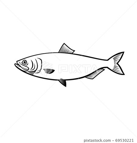Blueback Herring or Blueback Shad Alosa Aestivalis Side View Stencil Black and White 69530221