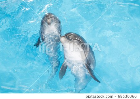 dolphins 69530366