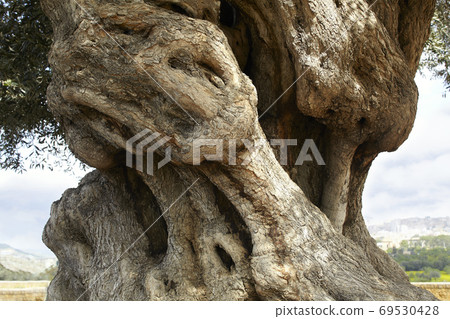 Agrigento olive tree Agrigento olive tree 69530428