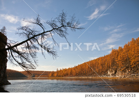 Profile of larch wood over the river in the sky Profile of larch wood over the river in the sky 69530518