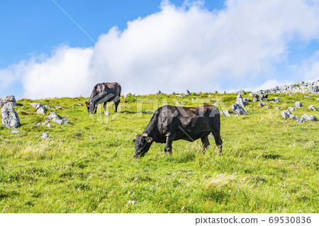 Shikoku Karst and grazing cows 69530836
