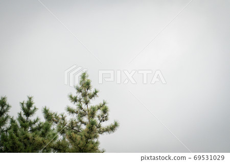Pine tree 69531029