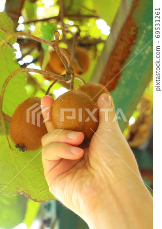 Men's hands harvesting kiwi Men's hands harvesting kiwi 69531261