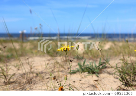 Wild yellow flowers, grass macro on baltic beach Wild yellow flowers, grass macro on baltic beach 69531365
