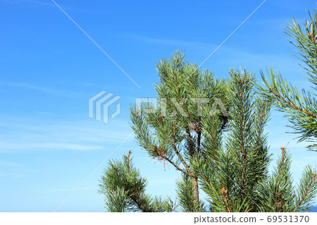 Pine trees wood top. View, forest blue sky nature Pine trees wood top. View, forest blue sky nature 69531370
