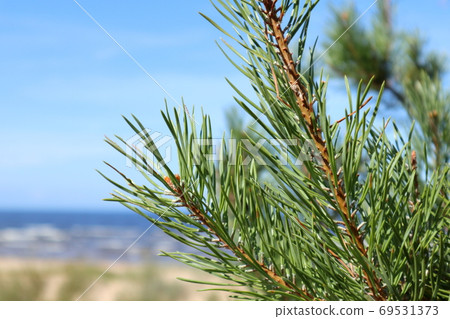 Pine trees wood top. View, forest blue sky nature Pine trees wood top. View, forest blue sky nature 69531373