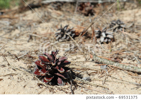 Pine tree cone on sand nature sunny macro Pine tree cone on sand nature sunny macro 69531375