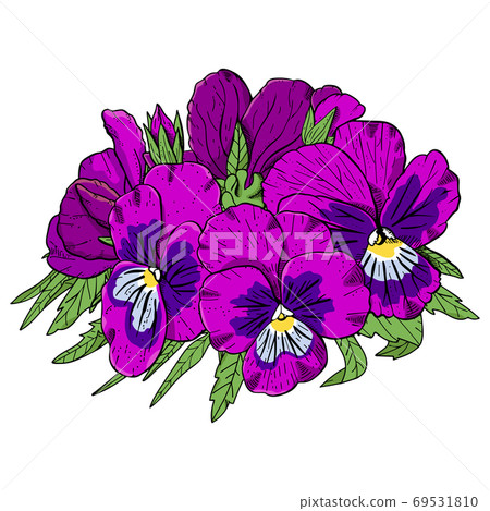 Hand drawn pansy flowers clipart. 69531810