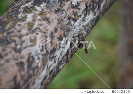 Mimicry of Trilophidia japonicum Mimicry of Trilophidia japonicum 69532509