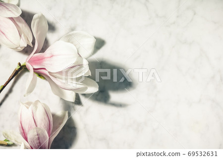 Beautiful pink magnolia flowers on white marble table. Top view. flat lay. Spring minimal concept. 69532631