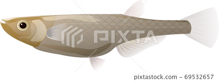 Realistic killifish illustration Realistic killifish illustration 69532657