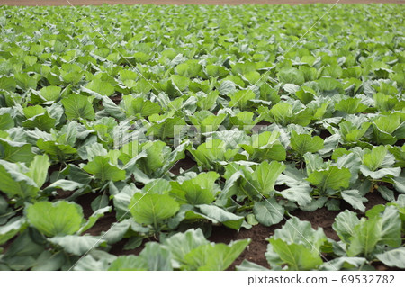 Kabetsu field in Nishitokyo city Kabetsu field in Nishitokyo city 69532782