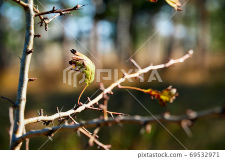 forest on a bright day - beautiful autumn landscape and wildlife forest on a bright day - beautiful autumn landscape and wildlife 69532971