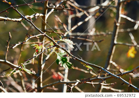 forest on a bright day - beautiful autumn landscape and wildlife forest on a bright day - beautiful autumn landscape and wildlife 69532972