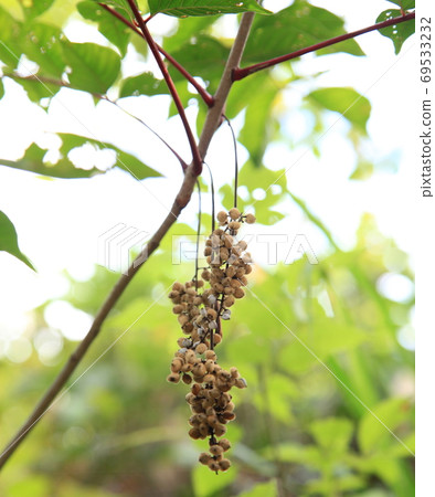 Fruit of Yama Rosi Fruit of Yama Rosi 69533232