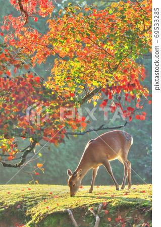 Autumn leaves and deer in Nara Park 69533285