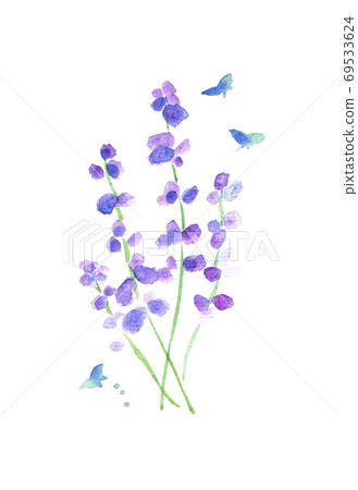 水彩薰衣草 插圖素材 圖庫