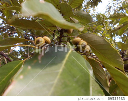 I found an acorn! I found an acorn! 69533683